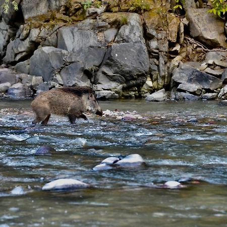 Aura Wildlife Camp And Resorts Marchula Экстерьер фото