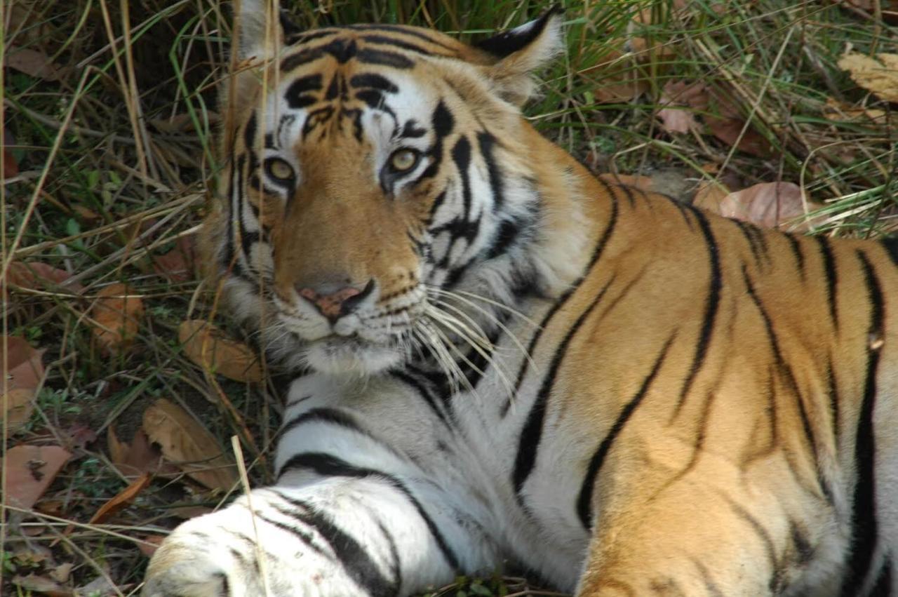 Aura Wildlife Camp And Resorts Marchula Экстерьер фото