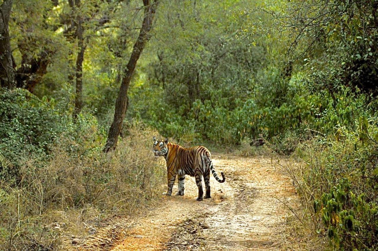 Aura Wildlife Camp And Resorts Marchula Экстерьер фото